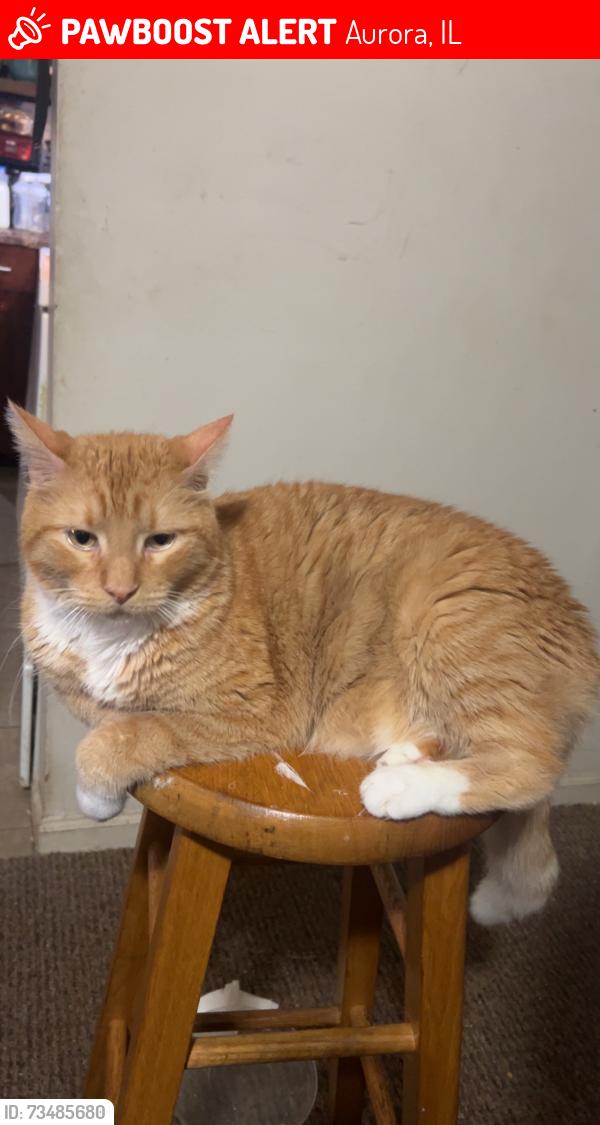 Lost Male Cat last seen Greenman elementary, Aurora, IL 60506