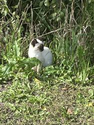 Found/Stray Unknown Cat last seen Woods near the employee parking behind Busch’s, Plymouth, MI 48170