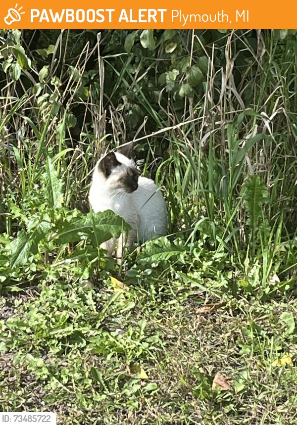 Found/Stray Unknown Cat last seen Woods near the employee parking behind Busch’s, Plymouth, MI 48170