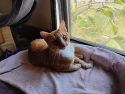 Reunited Male Cat last seen El Norte and Washington, Escondido, CA 92027