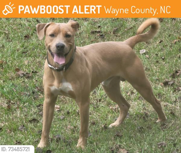 Found/Stray Male Dog last seen Brook Ridge Dr, Wayne County, NC 28333