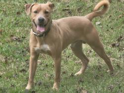 Found/Stray Male Dog last seen Brook Ridge Dr, Wayne County, NC 28333