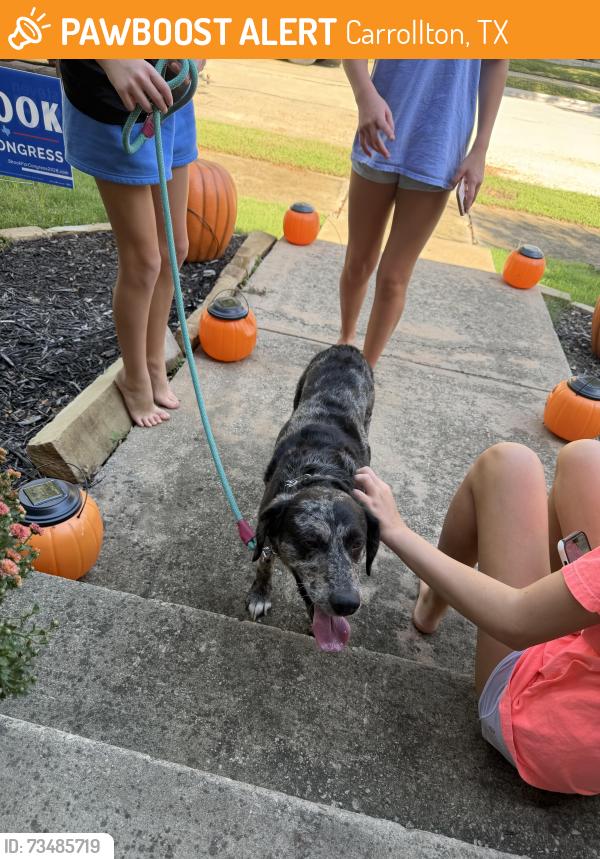 Found/Stray Male Dog last seen Bluffview and Cemetery Hill, Carrollton, TX 75007