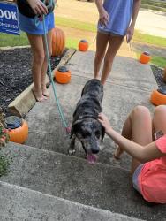 Found/Stray Male Dog last seen Bluffview and Cemetery Hill, Carrollton, TX 75007