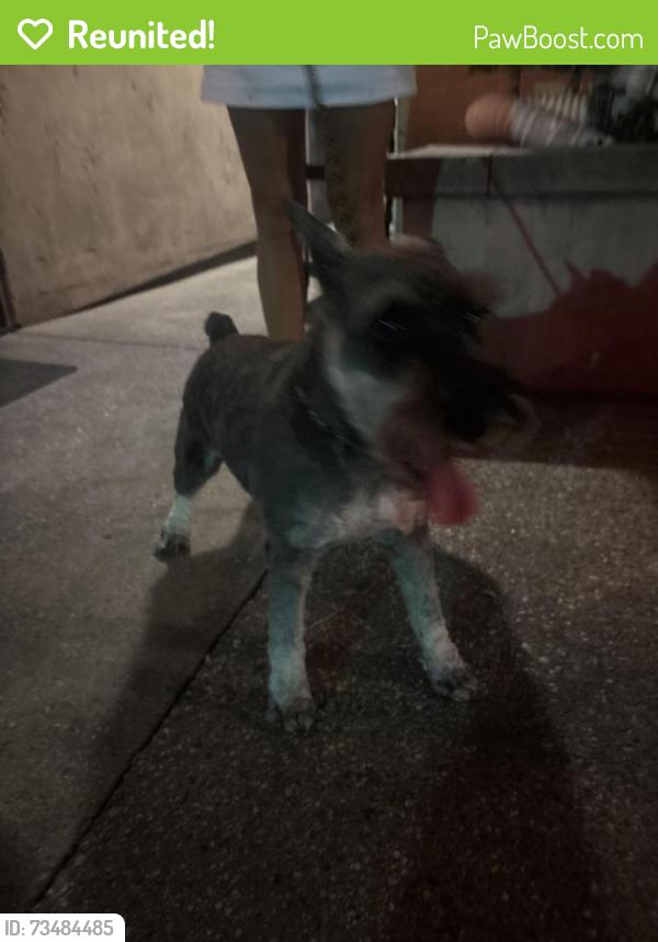 Reunited Male Dog last seen Valley and Cerro Villa, Villa Park, CA 92861