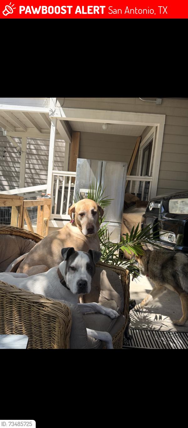 Lost Male Dog last seen Roosevelt avenue, San Antonio, TX 78214