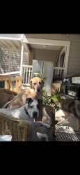 Lost Male Dog last seen Roosevelt avenue, San Antonio, TX 78214