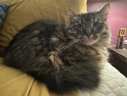 Reunited Female Cat last seen Sunny slope and Sherwood, New Berlin, WI 53151