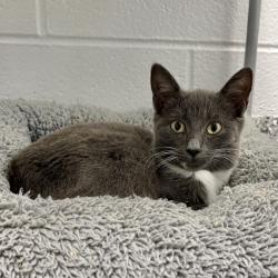 Shelter Stray Female Cat last seen , 244 Georgetown Rd, Jacksonville, NC 28540, USA