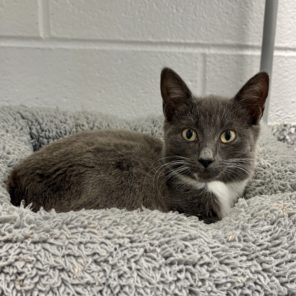 Shelter Stray Female Cat last seen , 244 Georgetown Rd, Jacksonville, NC 28540, USA