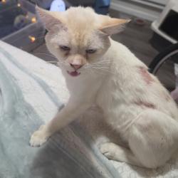 Shelter Stray Female Cat last seen , 2608 Center St, Tacoma, WA 98409, USA