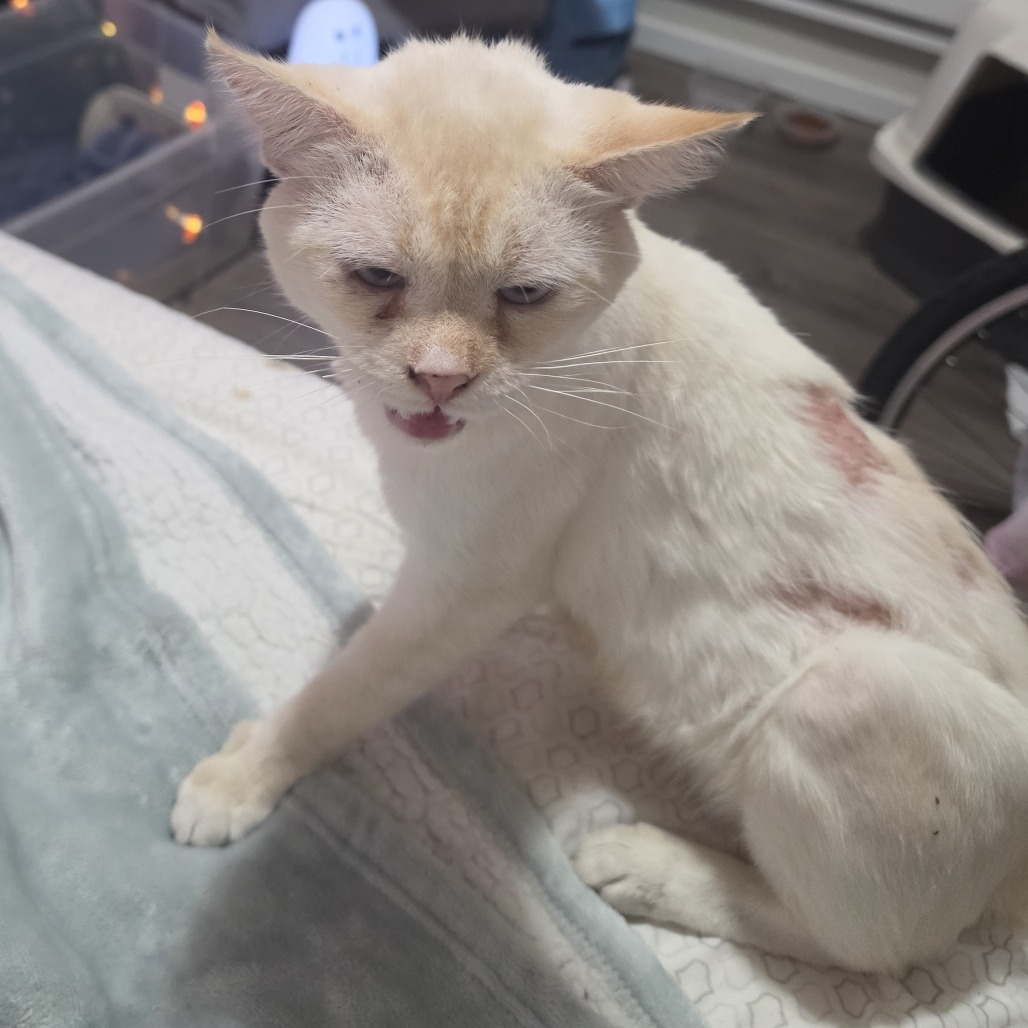 Shelter Stray Female Cat last seen , 2608 Center St, Tacoma, WA 98409, USA