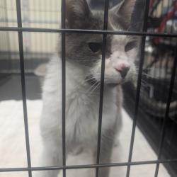 Shelter Stray Female Cat last seen , 2608 Center St, Tacoma, WA 98409, USA