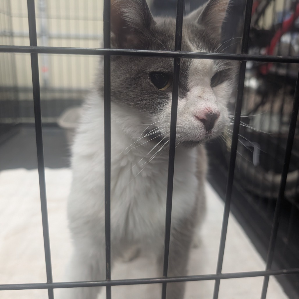Shelter Stray Female Cat last seen , 2608 Center St, Tacoma, WA 98409, USA