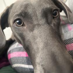 Shelter Stray Female Dog last seen , 2608 Center St, Tacoma, WA 98409, USA