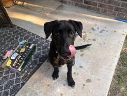 Found/Stray Male Dog last seen Roft, San Antonio, TX 78253