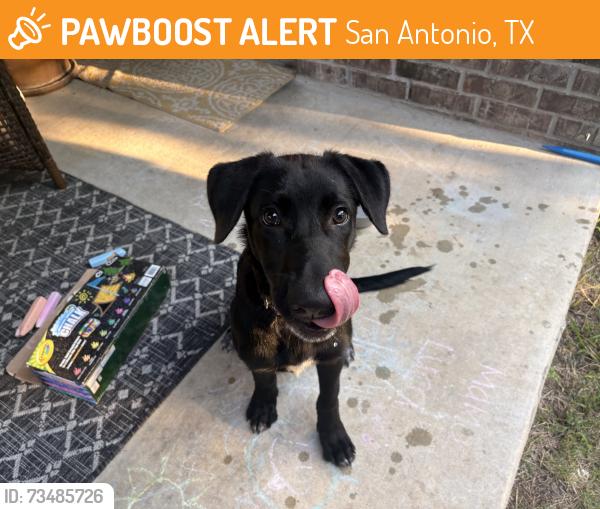 Found/Stray Male Dog last seen Roft, San Antonio, TX 78253