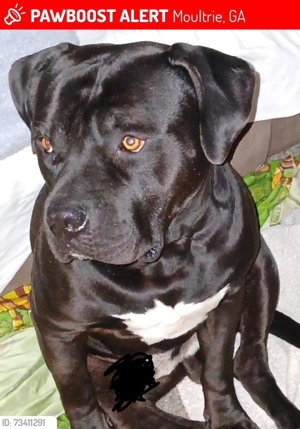 Lost Male Dog last seen Spencefield, Moultrie, GA 31788