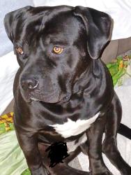 Lost Male Dog last seen Spencefield, Moultrie, GA 31788