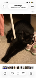 Lost Female Cat last seen Between Dawes & Cardeno Dr., San Diego, CA 92109