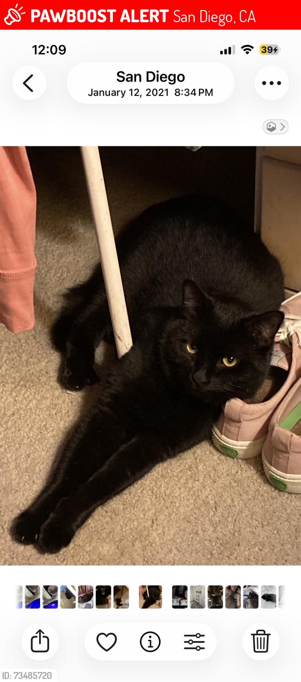 Lost Female Cat last seen Between Dawes & Cardeno Dr., San Diego, CA 92109