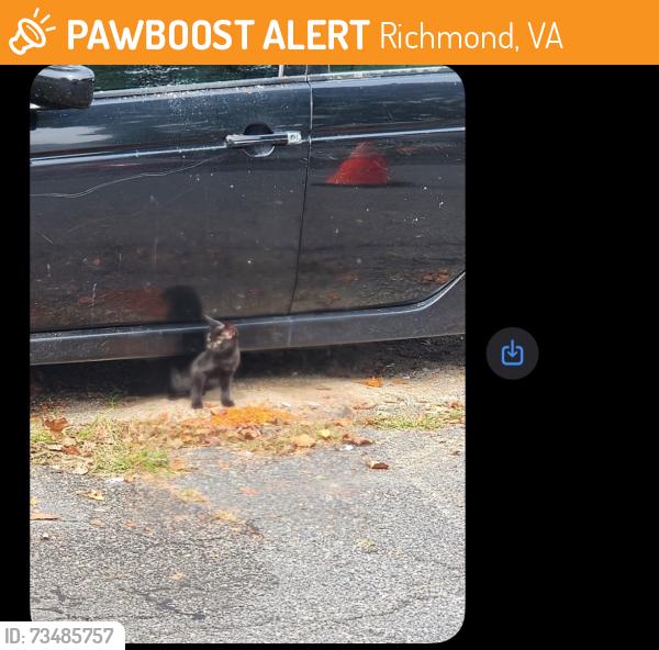 Found/Stray Male Cat last seen Laudeen dr, Richmond, VA 23234