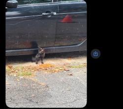 Found/Stray Male Cat last seen Laudeen dr, Richmond, VA 23234