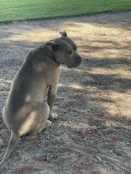 Reunited Male Dog last seen Daisy Ln and Eaby Rd, Phelan, CA 92371