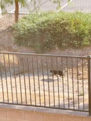 Found/Stray Unknown Cat last seen Craig Ranch Regional Park, North Las Vegas, NV 89032