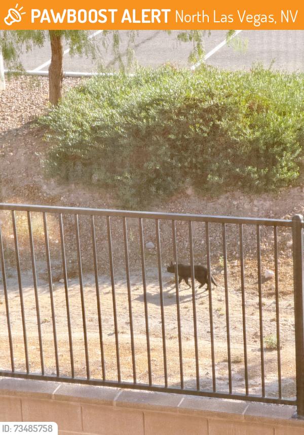 Found/Stray Unknown Cat last seen Craig Ranch Regional Park, North Las Vegas, NV 89032