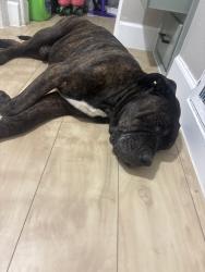 Found/Stray Male Dog last seen NW 19th and N Ann Arbor, Oklahoma City, OK 73127