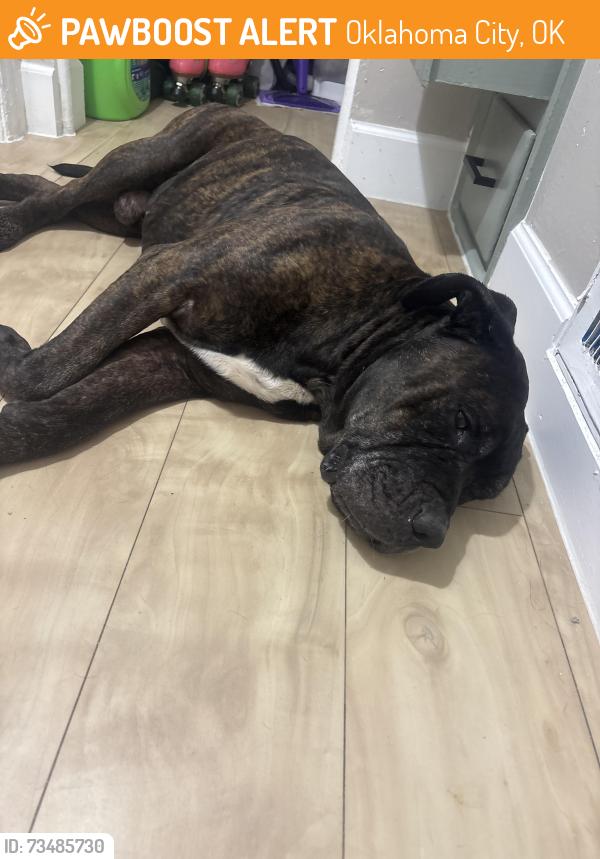 Found/Stray Male Dog last seen NW 19th and N Ann Arbor, Oklahoma City, OK 73127