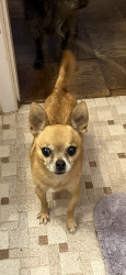 Lost Male Dog last seen Near Tidewater Dr & Nitida, Houston, TX 77045