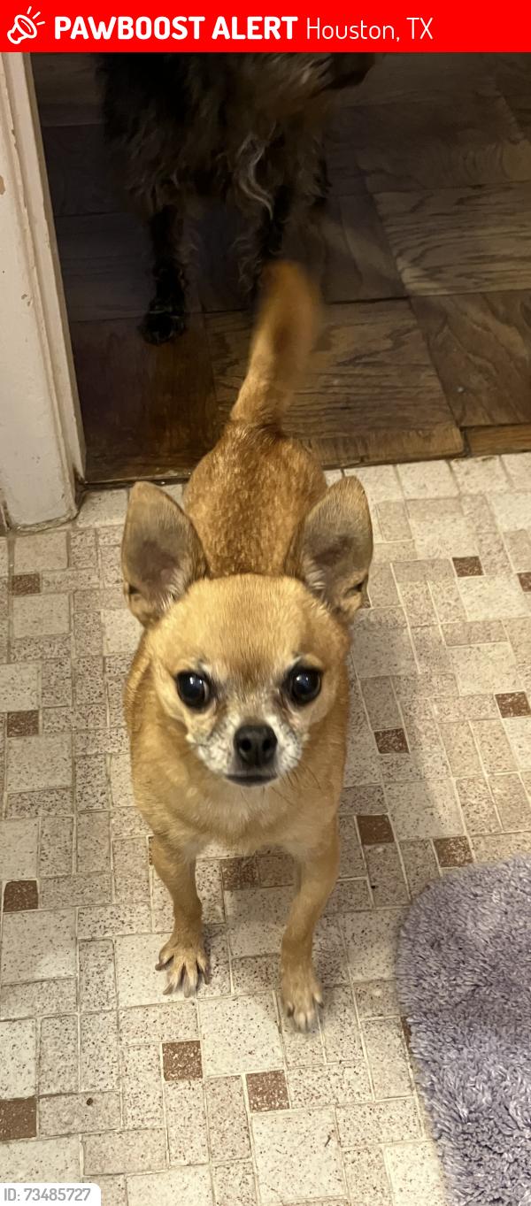 Lost Male Dog last seen Near Tidewater Dr & Nitida, Houston, TX 77045