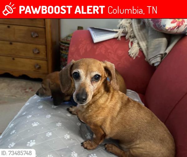 Lost Female Dog last seen Columnia, Columbia, TN 38401