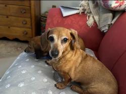 Lost Female Dog last seen Columnia, Columbia, TN 38401