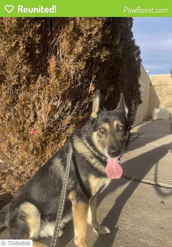 Reunited Male Dog last seen 84th Ave & York at, Welby, CO 80229