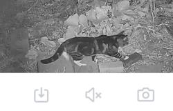 Found/Stray Male Cat last seen Mount Hope and Washington, Lansing, MI 48910