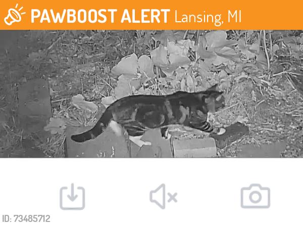 Found/Stray Male Cat last seen Mount Hope and Washington, Lansing, MI 48910