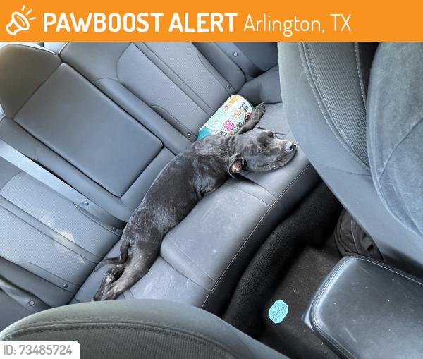 Found/Stray Female Dog last seen Van Byrne drive, Arlington, TX 76011