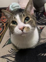 Reunited Male Cat last seen Near Linden Rd, Kent, OH 44240, USA, Kent, OH 44240
