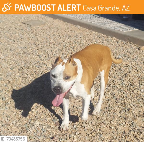 Found/Stray Male Dog last seen Penny lane and trekell, Casa Grande, AZ 85122