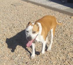 Found/Stray Male Dog last seen Penny lane and trekell, Casa Grande, AZ 85122
