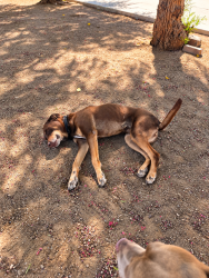 Reunited Male Dog last seen Daisy Ln and Eaby Rd, Phelan, CA 92371