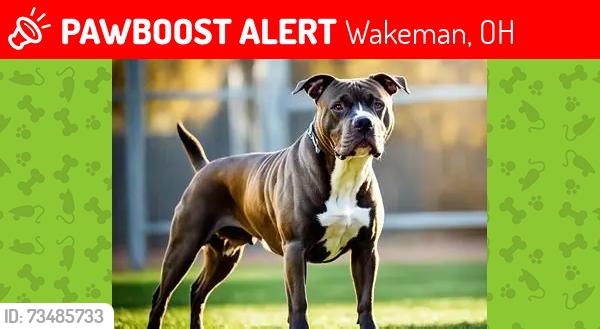 Lost Male Dog last seen us route 20 and Fitchville River Rd., Wakeman, OH 44889