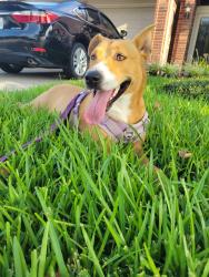 Reunited Female Dog last seen Jones rd and 290, Jersey Village, TX 77040