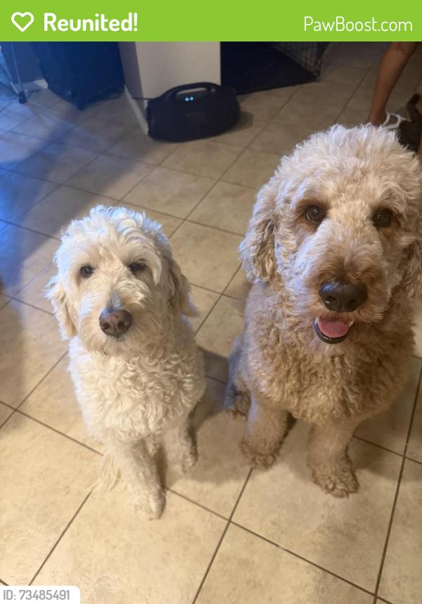 Reunited Unknown Dog last seen Near s hulen st, Fort Worth, TX 76123