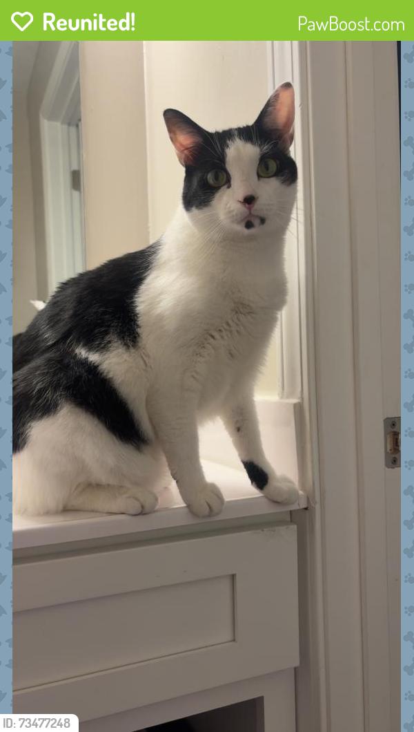 Reunited Male Cat last seen Near Lakecrest apmts, Greenville, SC 29615