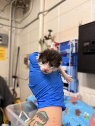 Shelter Stray Female Cat last seen Layton, UT, USA, 1422 E 600 N, Fruit Heights, UT 84037, USA