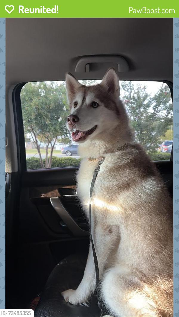 Reunited Female Dog last seen Berkshire drive VA Woodbridge, Dale City, VA 22193